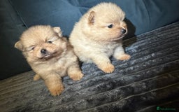 Pomeranian dogs for sale: Pedigree Pomeranian puppies for sale - Advert 7
