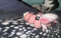 Chihuahua dogs for sale: stunning kc registered chihuahua pups 🫶🏼 - Image 3