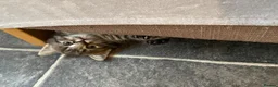 Mixed Breed cats for sale: Beautiful kittens - Advert 15