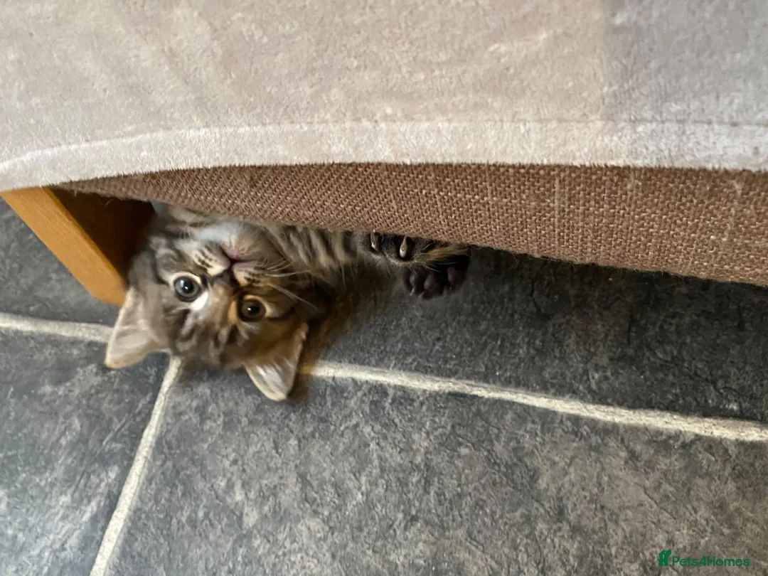 Mixed Breed cats for sale: Beautiful kittens - Advert 15
