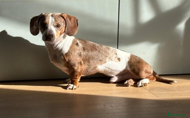 Miniature Dachshund dogs - Advert 2