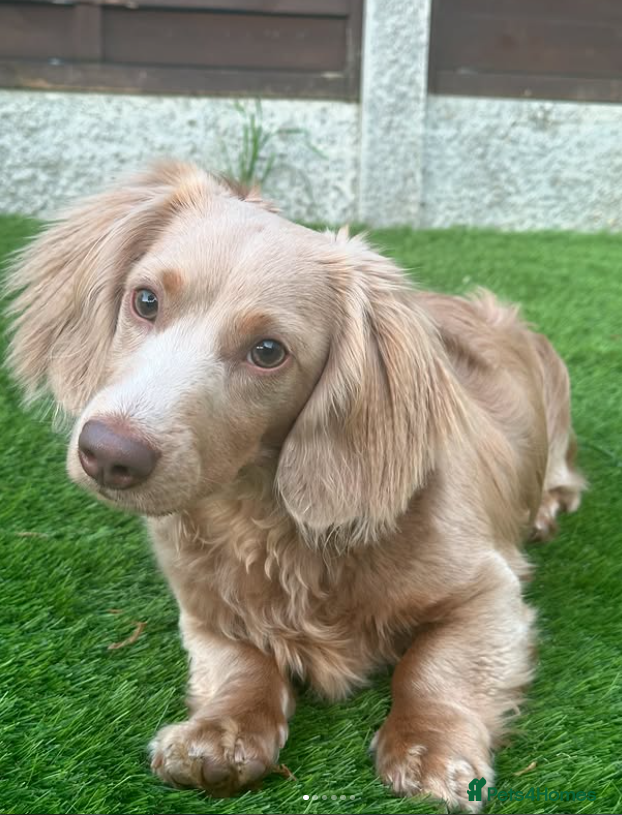 Miniature Dachshund dogs Long-haired miniature Dachshund Stud Isabella/Tan - Advert 3