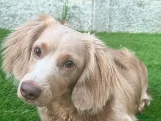 Miniature Dachshund dogs Long-haired miniature Dachshund Stud Isabella/Tan - Advert 11