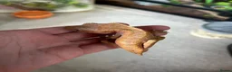 Frog reptiles for sale: Reptiles - Advert 2