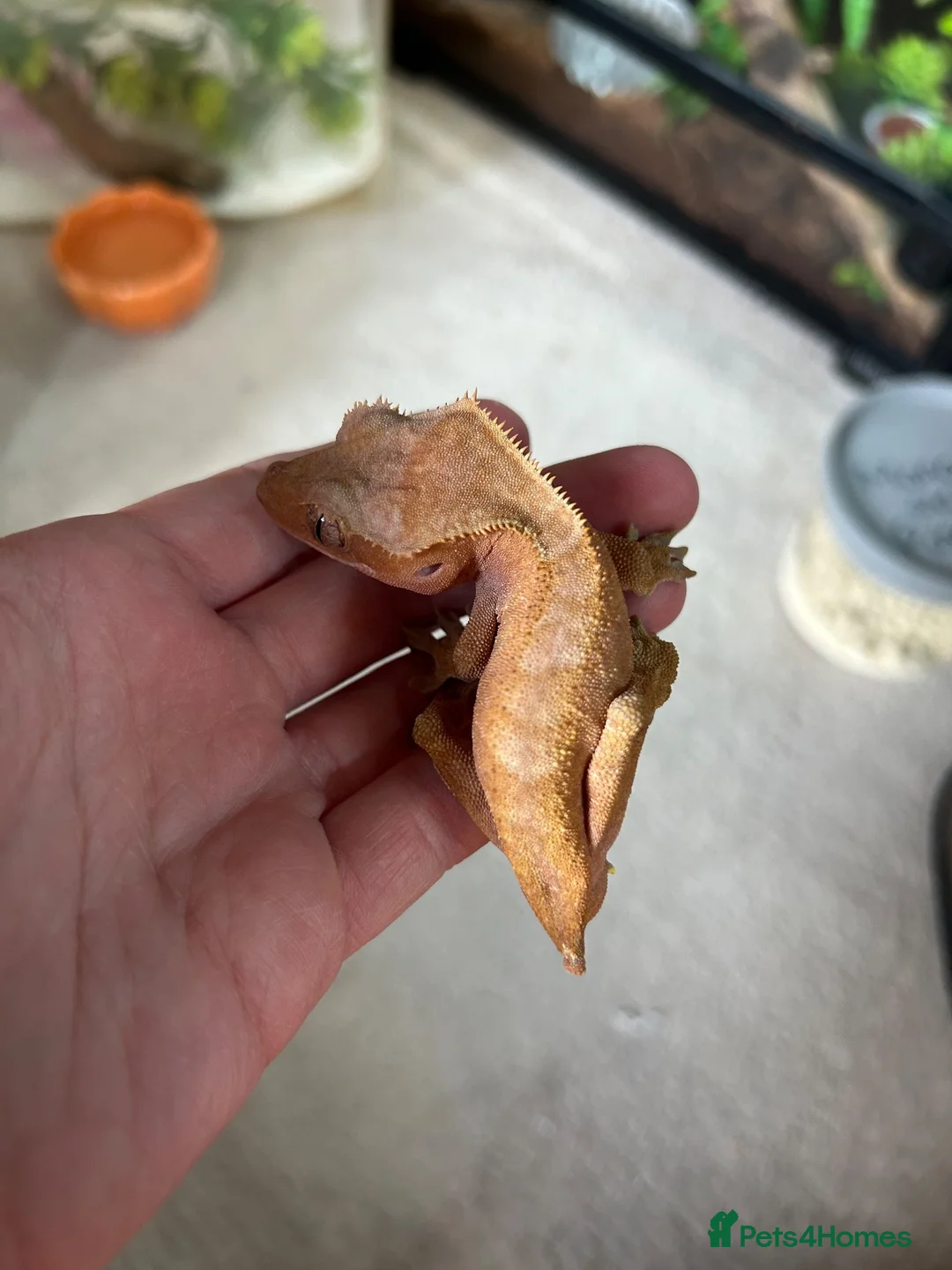 Frog reptiles for sale: Reptiles - Advert 2
