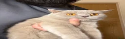 British Shorthair cats for sale: 2 British Blue Girls Looking for Forever homes in Glasgow - Advert 6