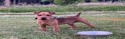 Lakeland Terrier dogs for sale: Working Type Lakeland Dog  - Advert 10