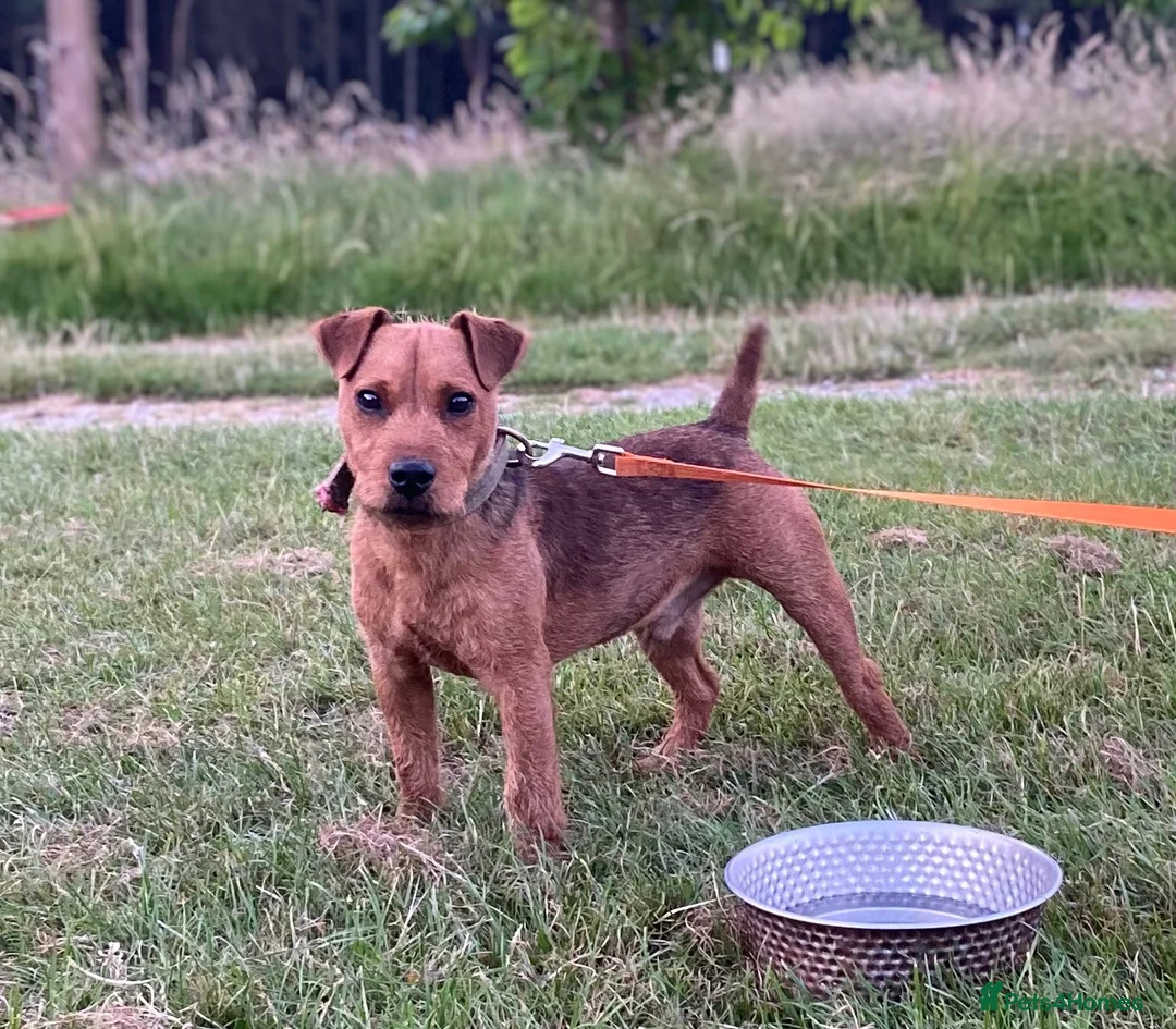Lakeland Terrier dogs for sale: Working Type Lakeland Dog  - Advert 10