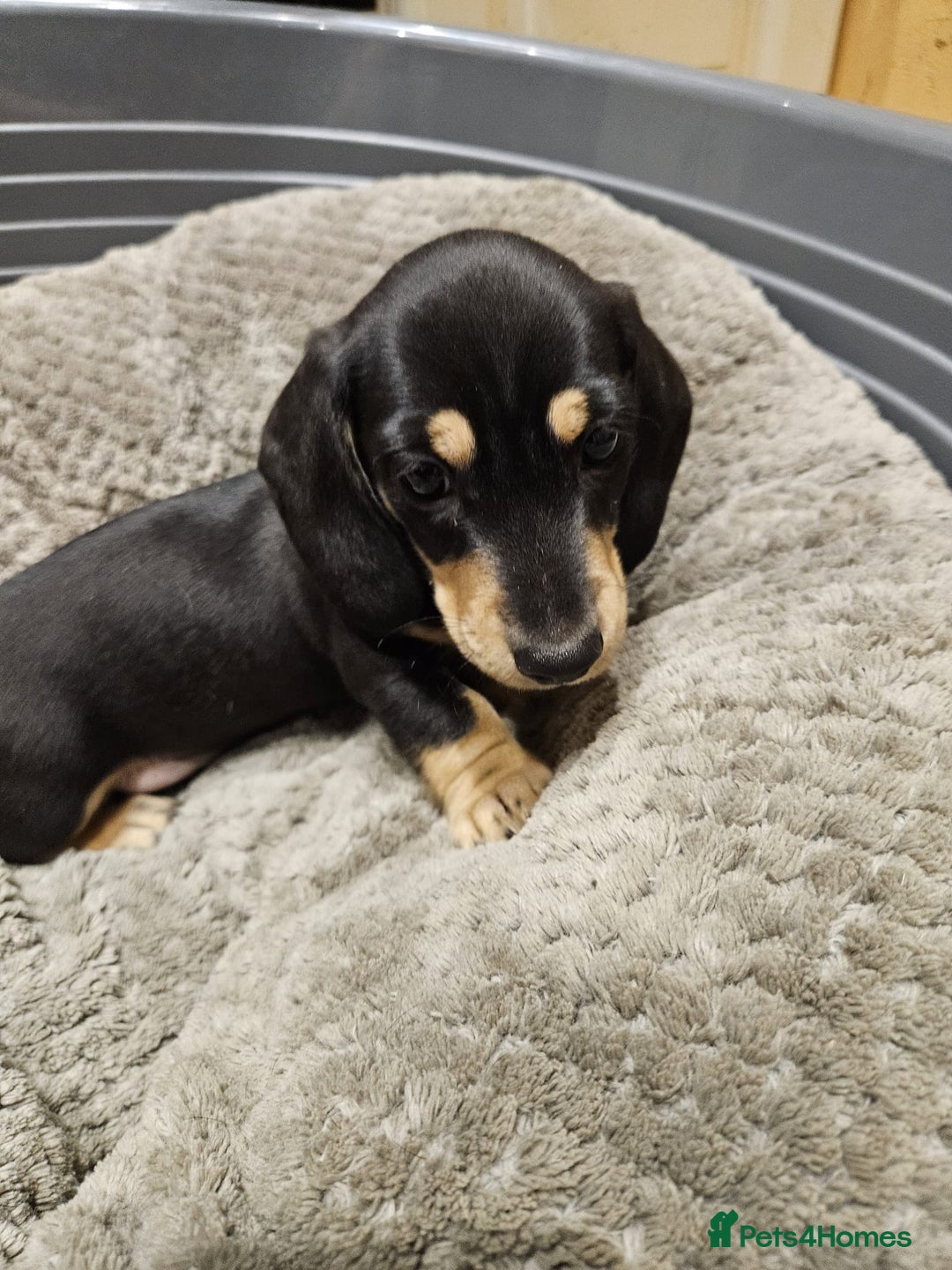 Miniature Dachshund dogs for sale: Miniature shaded cream dachshunds  - Advert 4