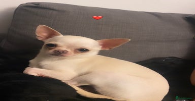 Chihuahua dogs - Advert 7