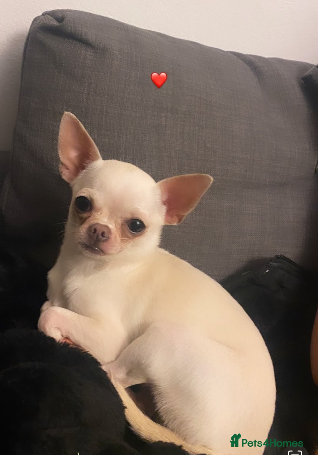 Chihuahua dogs for sale: ❤️Health tested tiny Chihuahua puppies❤️ - Image 3