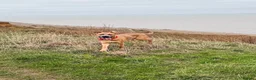 Rhodesian Ridgeback dogs for stud: RR X Bullmastiff for stud - Free with pup back  - Advert 5
