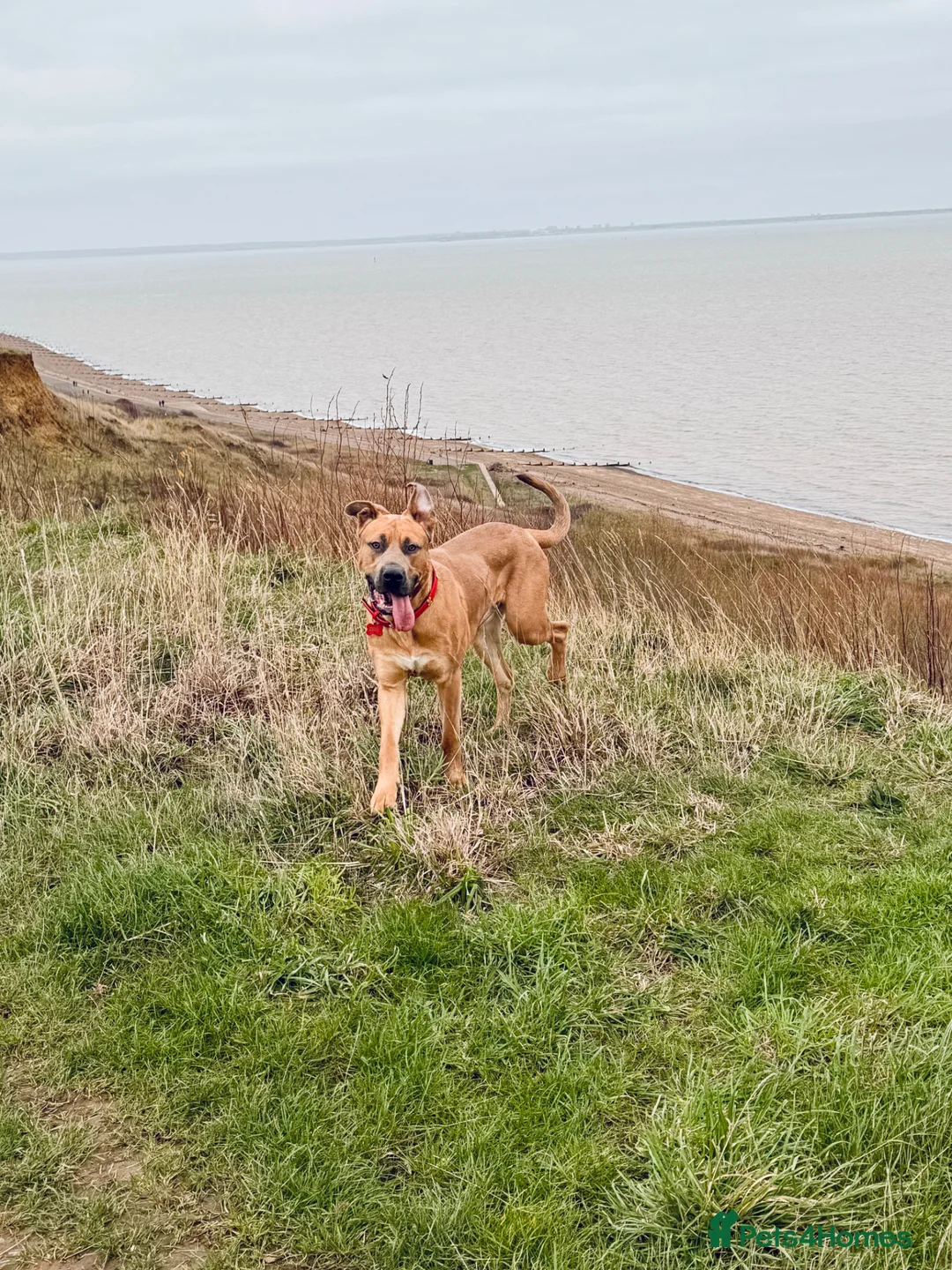 Rhodesian Ridgeback dogs for stud: RR X Bullmastiff for stud - Free with pup back  - Advert 5