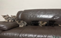 Mixed Breed cats for sale: BEAUTIFUL KITTENS FOR SALE - Image 6