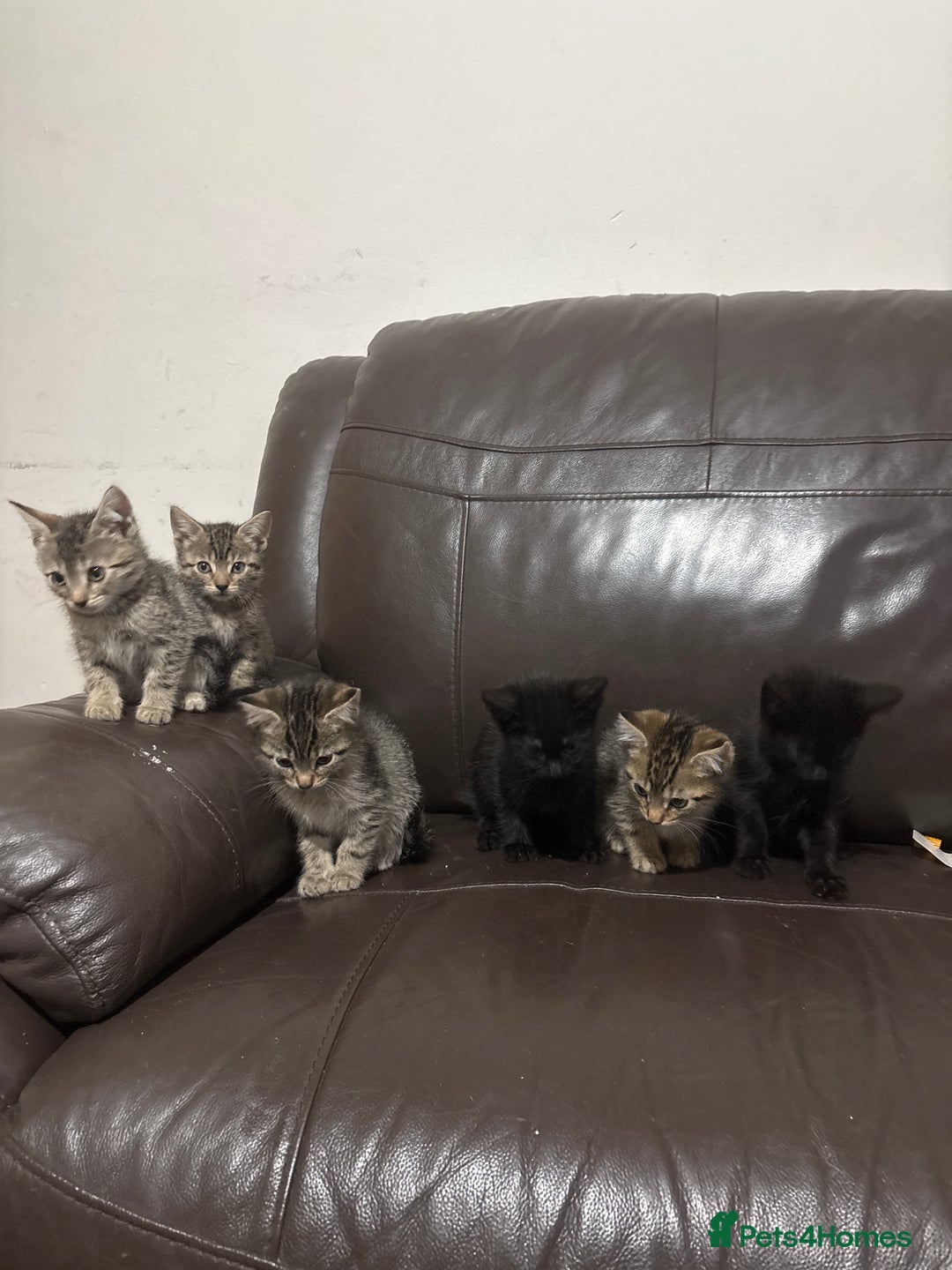 Mixed Breed cats for sale: BEAUTIFUL KITTENS FOR SALE - Image 6