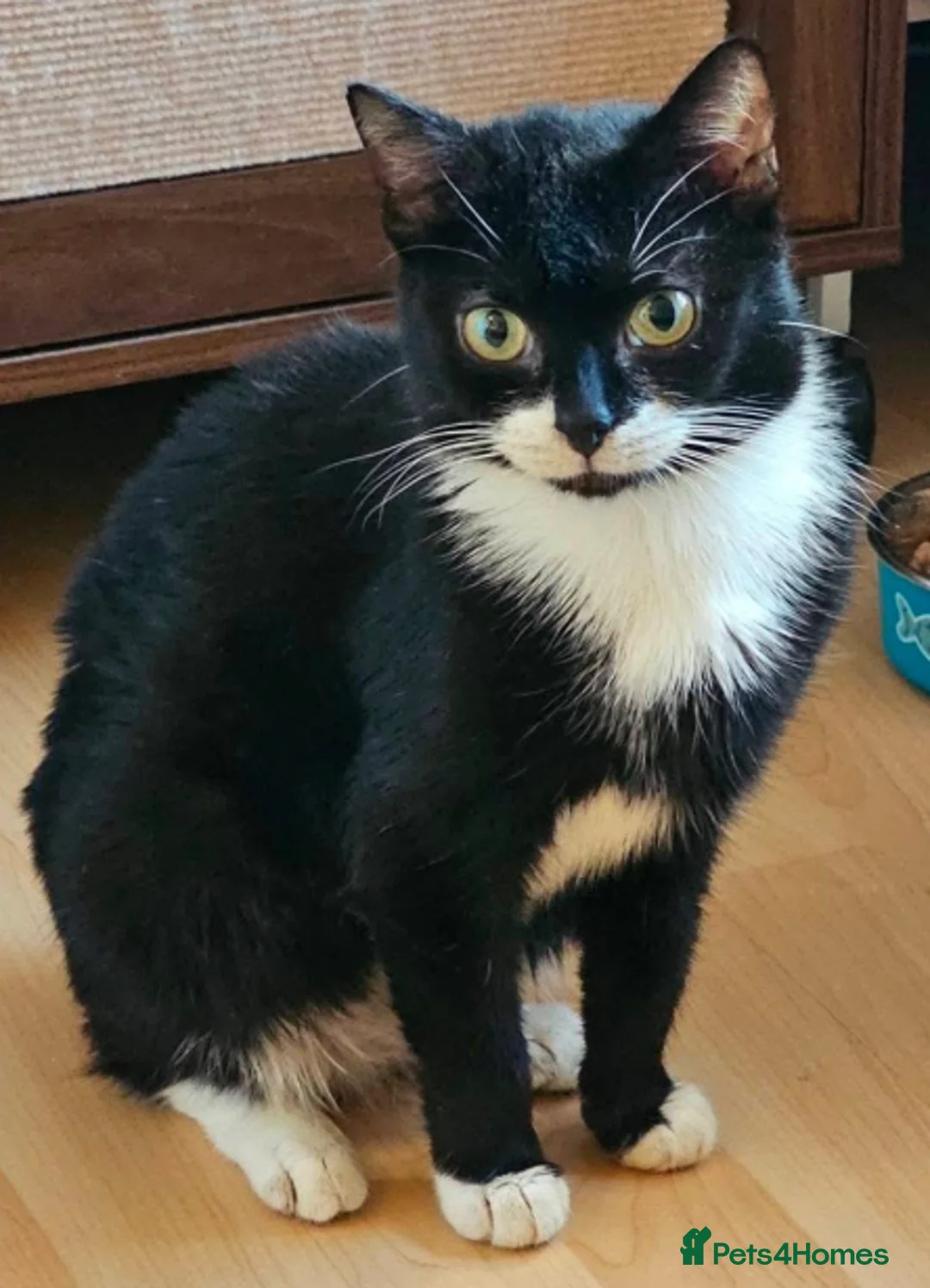 Mixed Breed cats for adoption: Pippa and Maxine - Advert 1