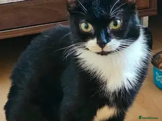 Mixed Breed cats Pippa and Maxine - Advert 1