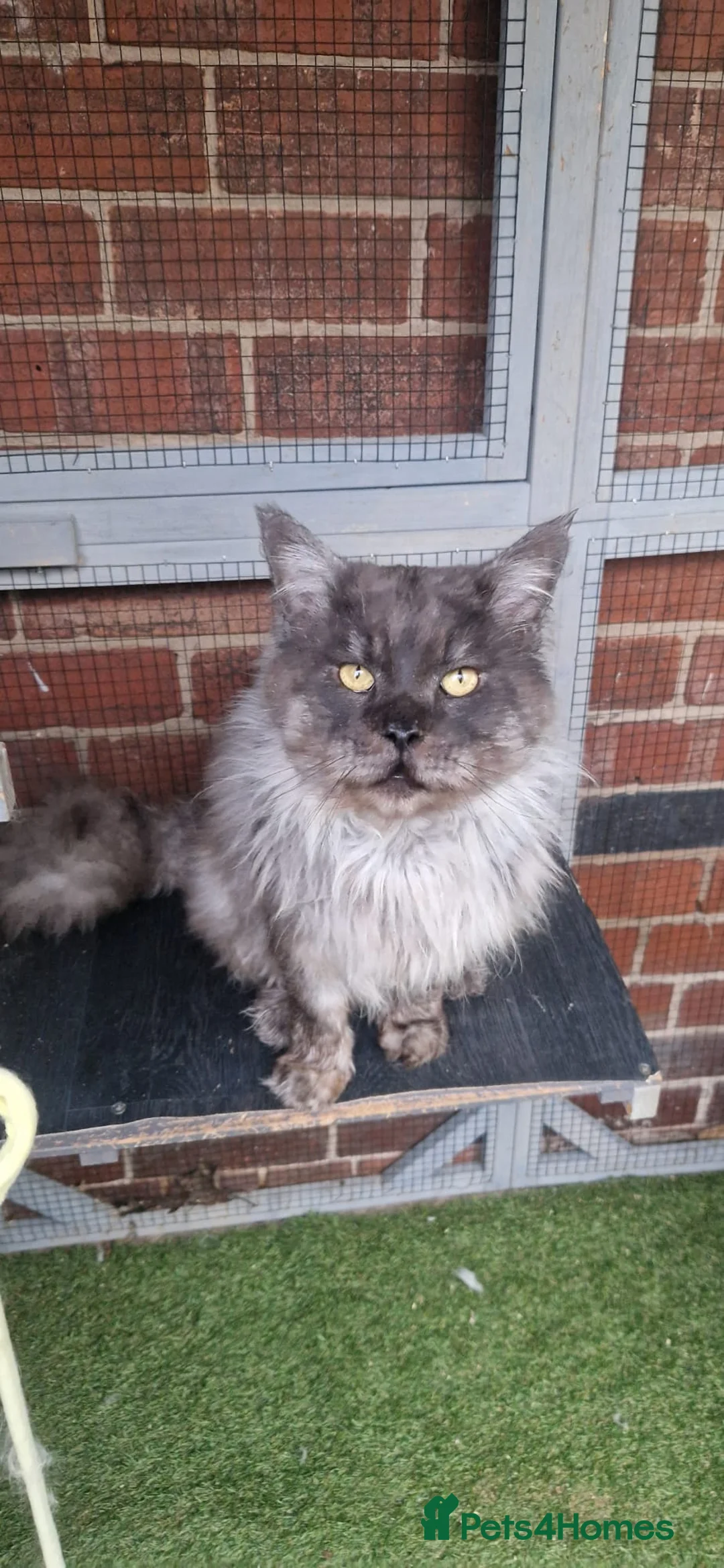 Maine Coon cats for sale: Beautiful Black Smoke Male - Advert 4