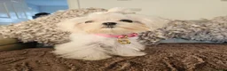 Maltese dogs for sale: Tiny super special Korean Maltese Girl - Advert 1