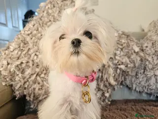 Maltese dogs Tiny super special Korean Maltese Girl - Advert 9