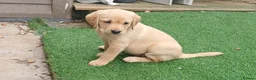 Labrador Retriever dogs for sale: READY TO LEAVE 🐶🐶 - Advert 1