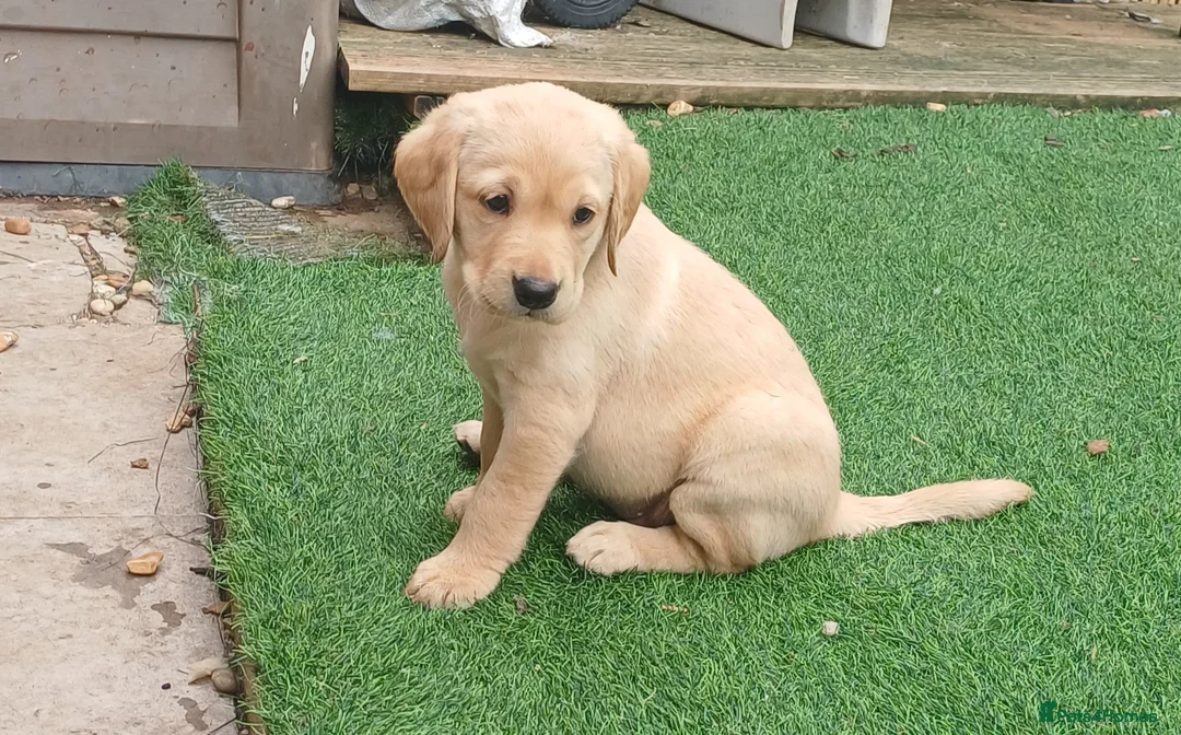 Labrador Retriever dogs for sale: READY TO LEAVE 🐶🐶 - Advert 1