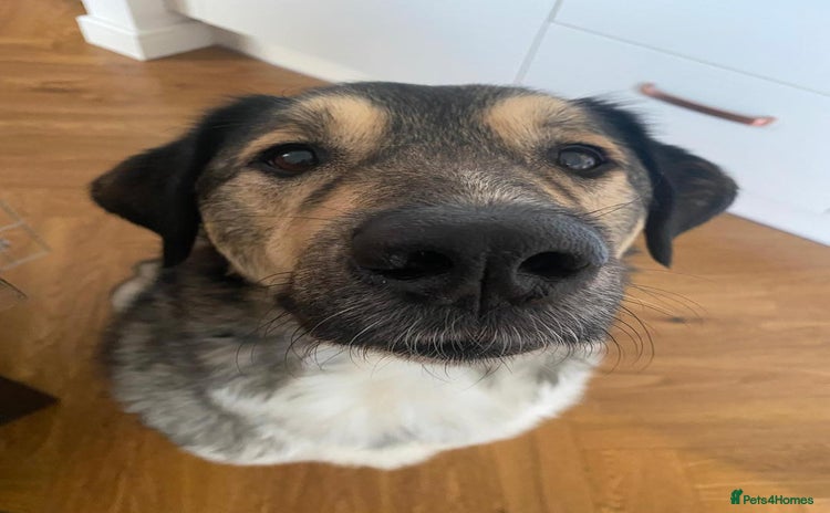 Mixed Breed dogs - Advert 1