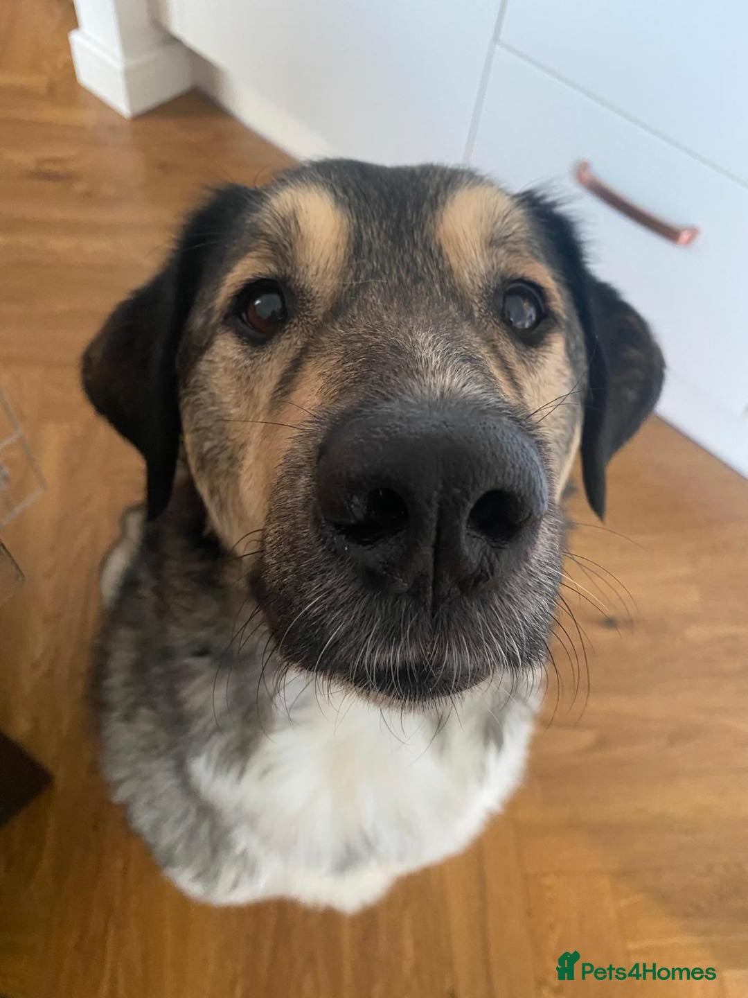 Mixed Breed dogs for adoption: Arthur is looking for a very special home - Image 1