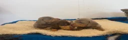 Miniature Dachshund dogs for sale: Rainbow Litter of Dachdhund Babies - Advert 4
