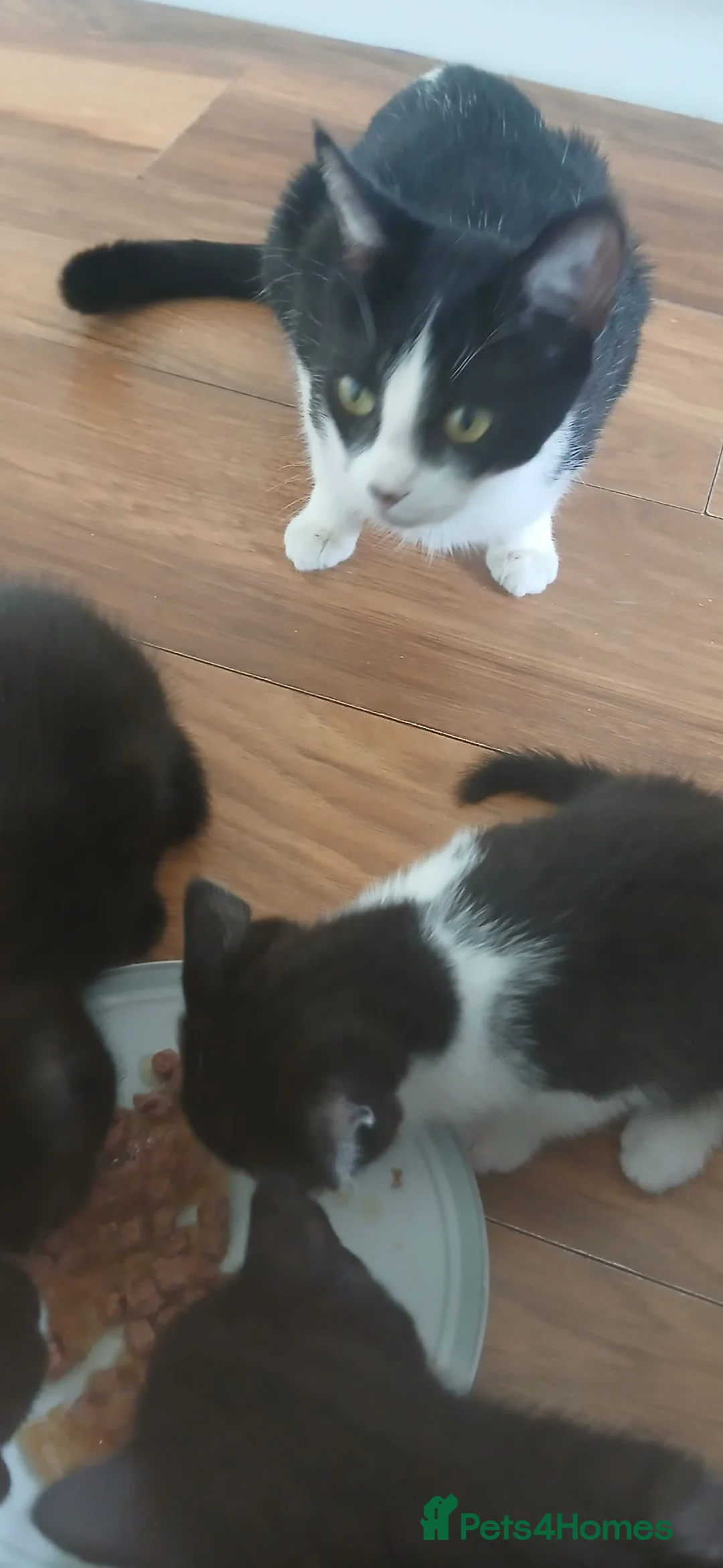 Mixed Breed cats for sale: 4 girl kittens - Advert 1