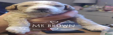 Mr Brown