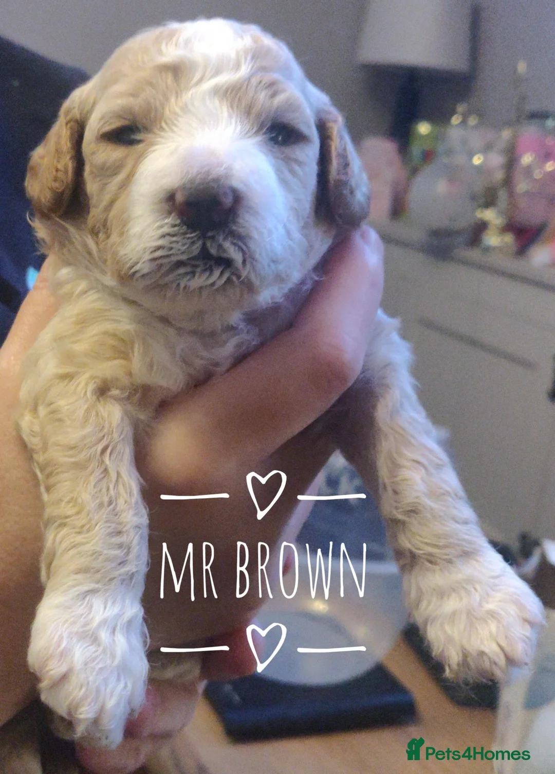 Australian Labradoodle dogs for sale: F2 F2 Miniature Australian Labradoodle Puppies - Advert 2