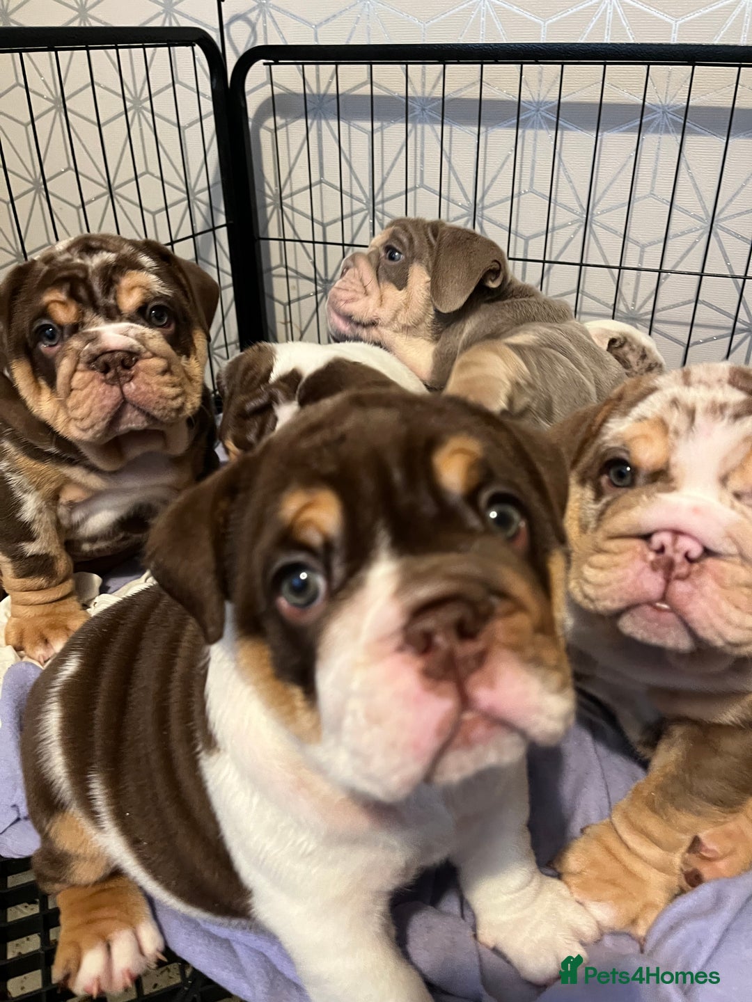 English Bulldog dogs for sale: QC puppies  - Image 11