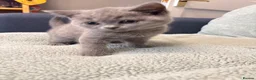 British Shorthair cats for sale: Chunky British Shorthair Kittens - Advert 10