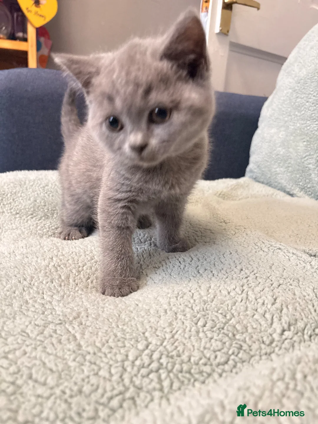 British Shorthair cats for sale: Chunky British Shorthair Kittens - Advert 10