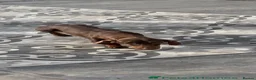 Dachshund dogs for sale: Adult standard dachshund  - Advert 2