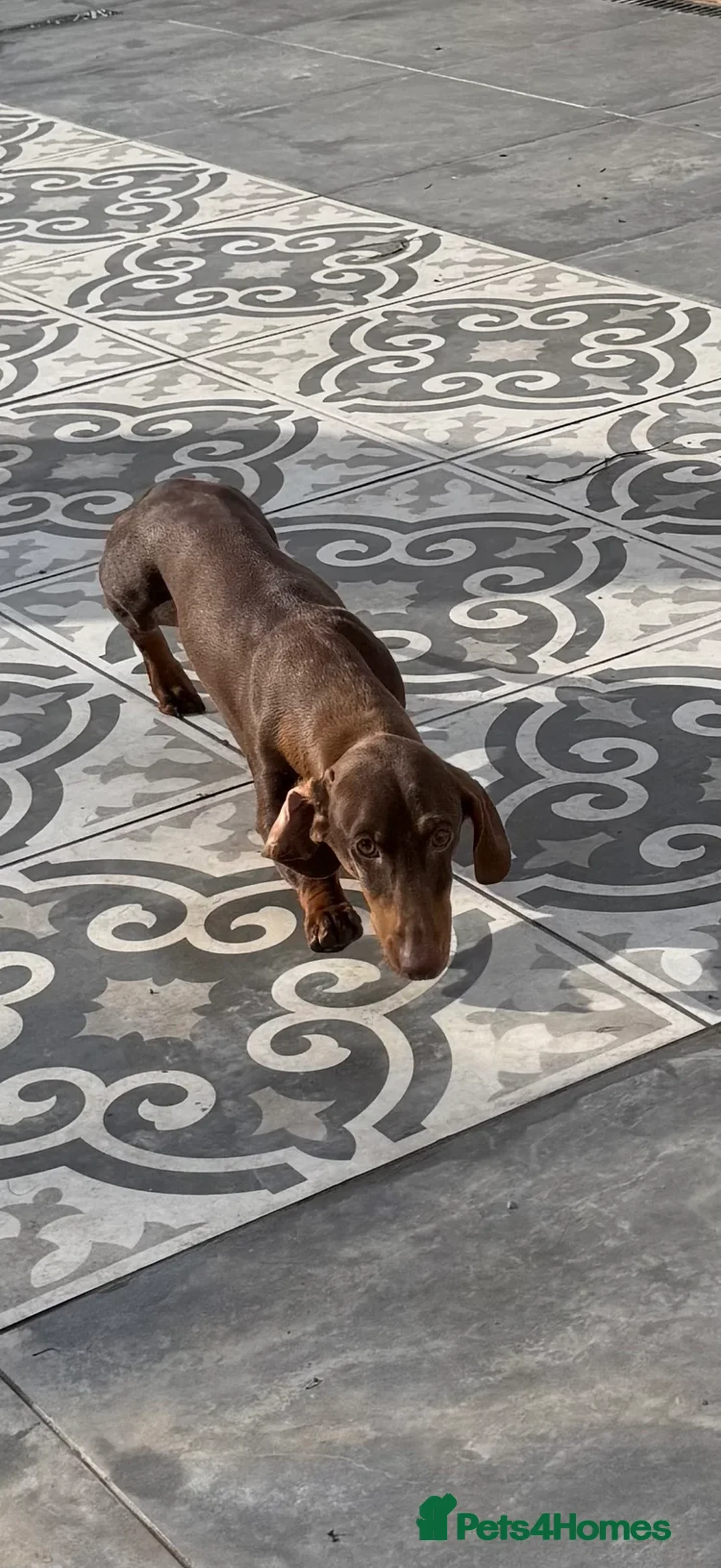 Dachshund dogs for sale: Adult standard dachshund  - Advert 2