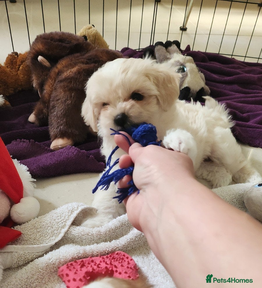 Maltese dogs Adorable 9-Week-Old Female Maltese Puppy  - Advert 10