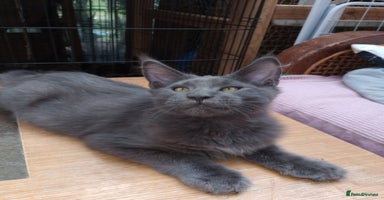 Maine Coon cats in Barnsley - Advert 10