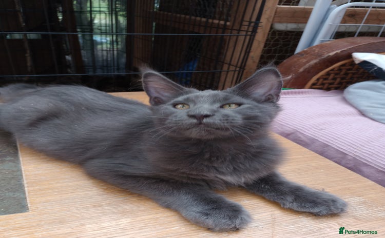 Maine Coon cats in Barnsley - Advert 15