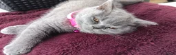 British Shorthair cats for sale: Ready to go. Gccf registered blue BSH kittens - Advert 27