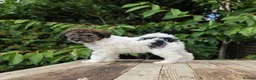 Standard Poodle dogs for sale: Parti Colour Fox Terrier x Standard Poodle Pups - Advert 23