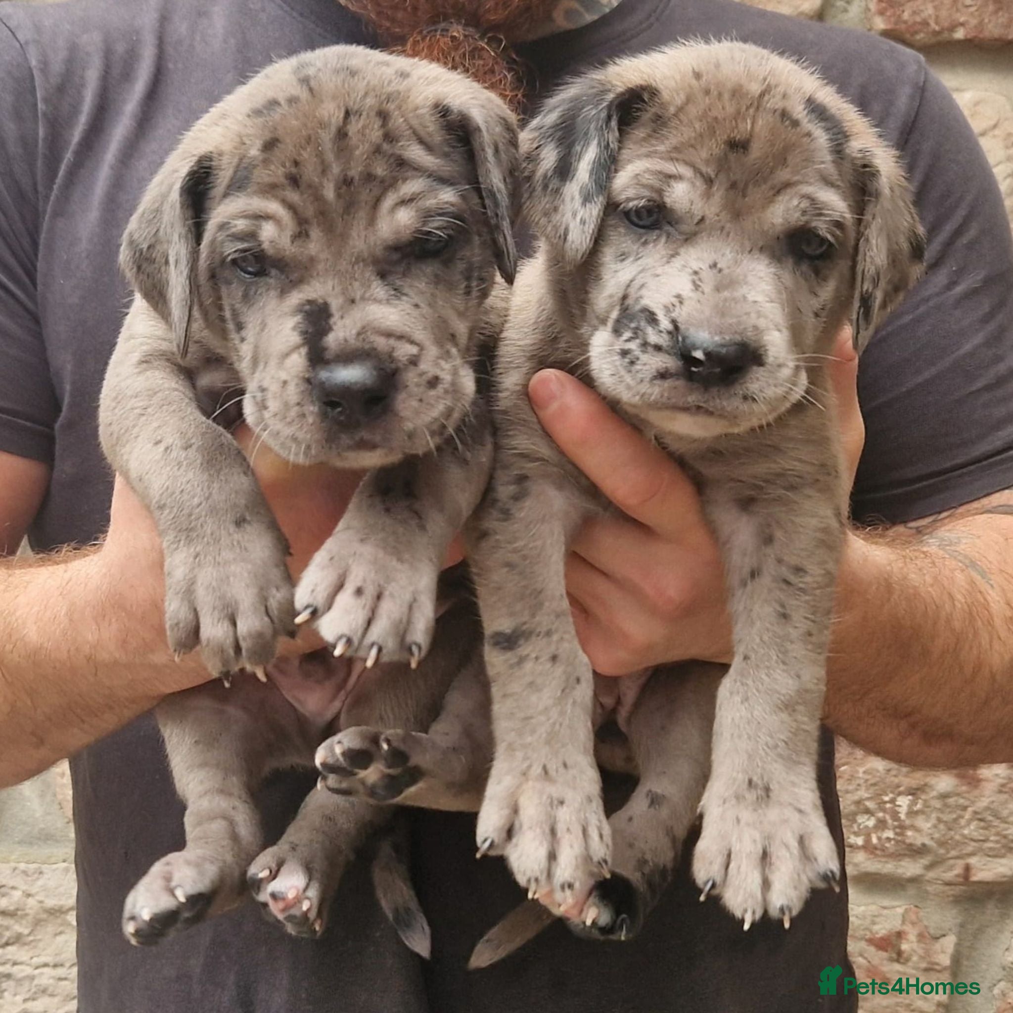 Mixed Breed dogs Chunky Silver Daniff Pups-Exceptional Temperament - Advert 2