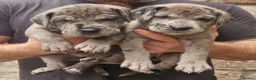 Mixed Breed dogs for sale: Chunky Silver Daniff Pups-Exceptional Temperament in Insch - Advert 2