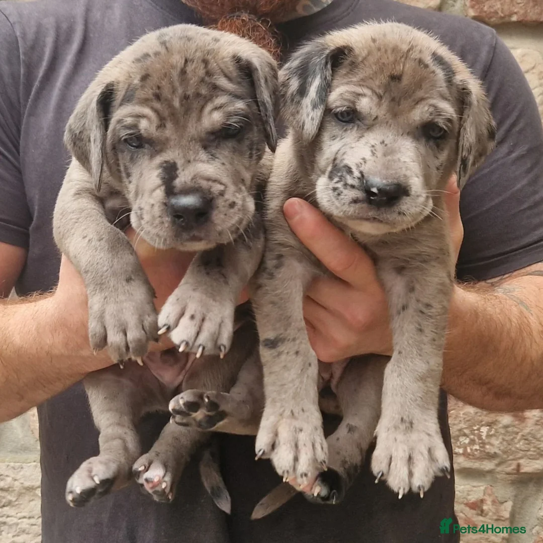 Mixed Breed dogs for sale: Chunky Silver Daniff Pups-Exceptional Temperament in Insch - Advert 2