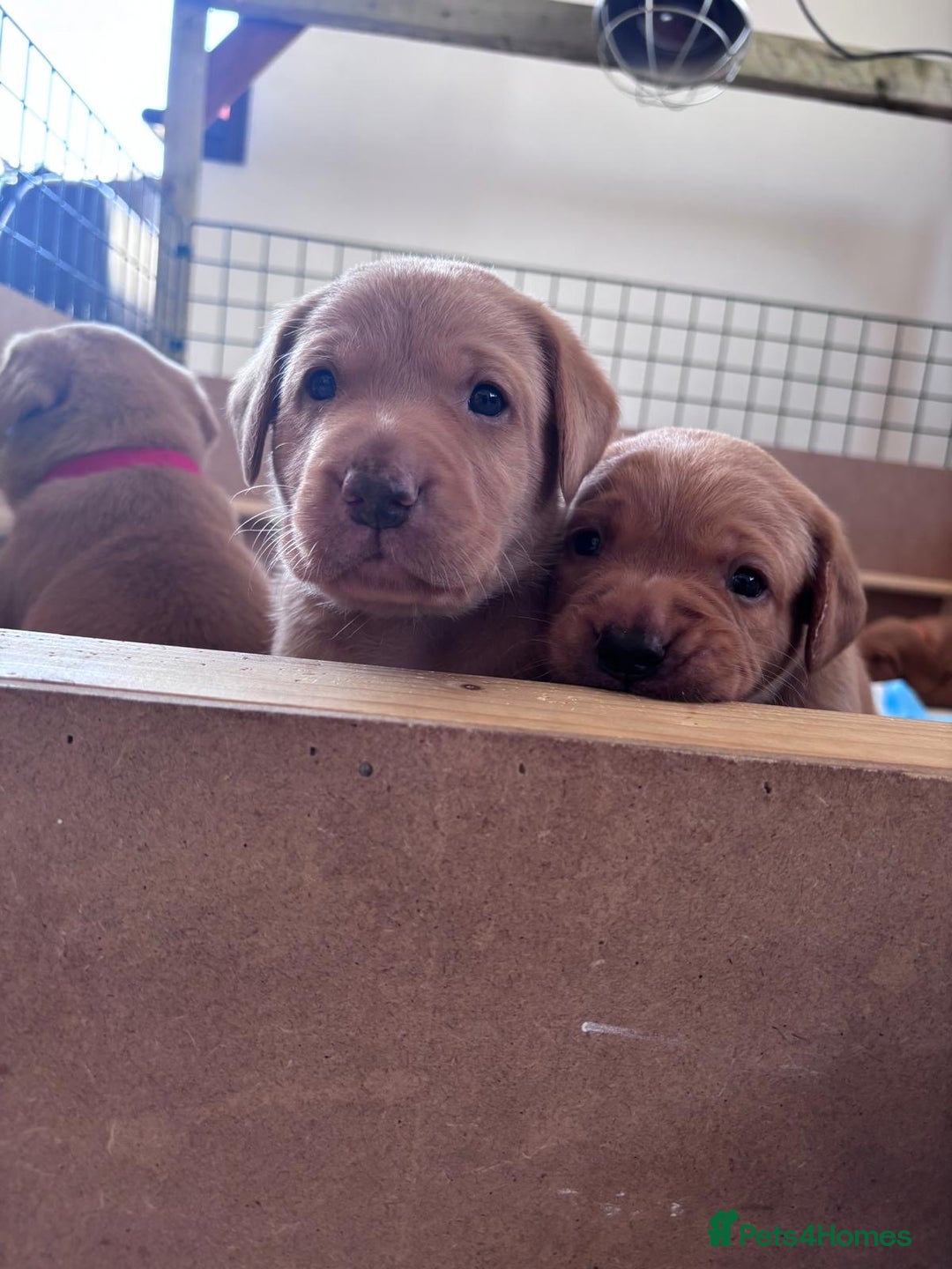 Labrador Retriever dogs for sale: ❤️ 🐾 KC registered Fox Red Labrador Pups, Angus - Image 3