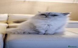 Persian cats for sale: Chinchilla Dollface Persian - Image 1