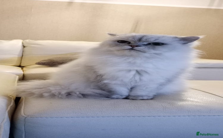 Persian cats - Advert 1