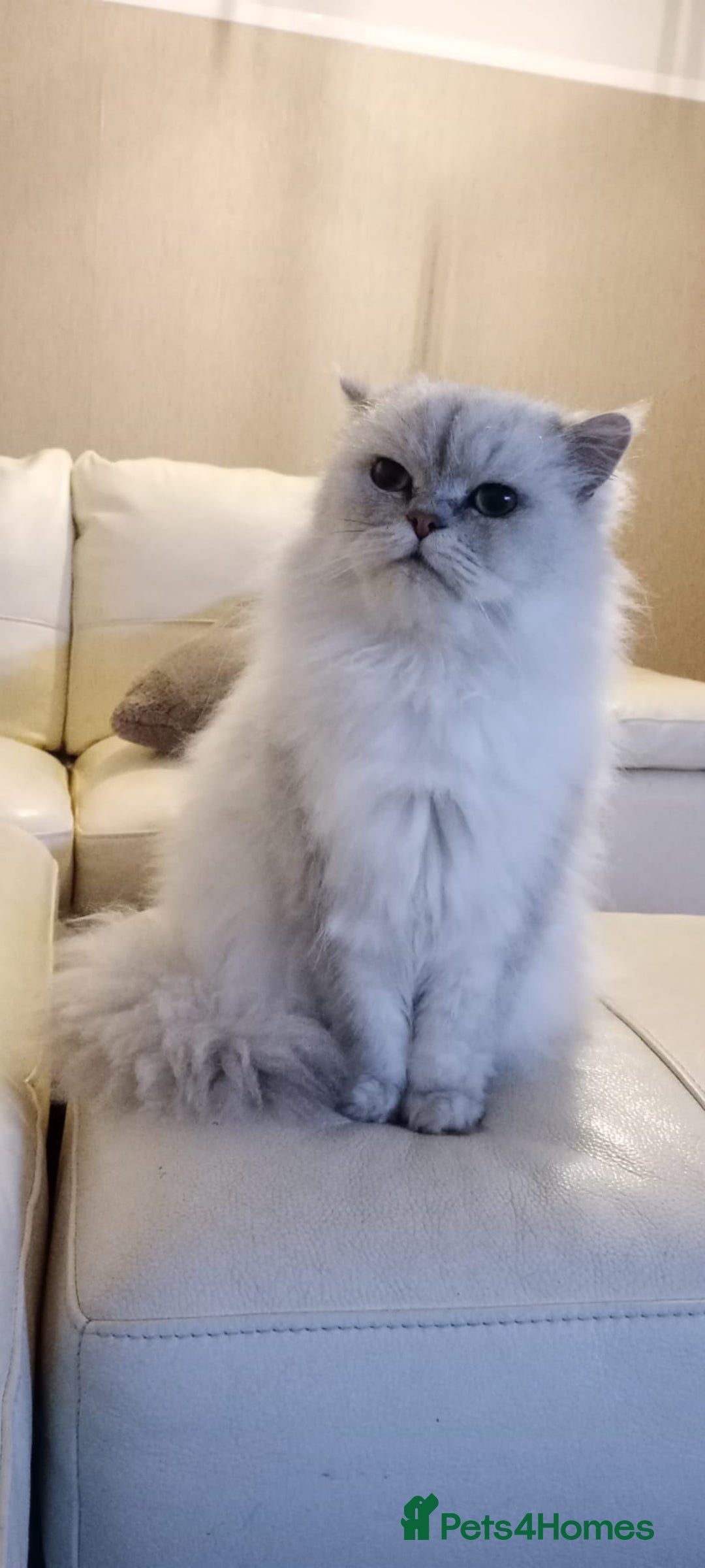 Persian cats for sale: Chinchilla Dollface Persian - Image 1