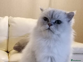 Persian cats - Advert 21